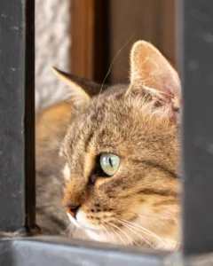gato entre rejas