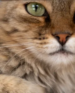 detalle de gato mirando