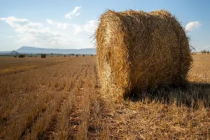 bala de paja con bokeh