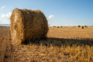 bala de paja redonda
