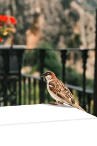 pajarito en guadalest